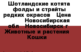 Шотландские котята фолды и страйты редких окрасов › Цена ­ 3 500 - Новосибирская обл., Новосибирск г. Животные и растения » Кошки   